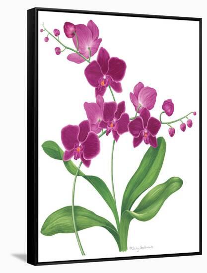 Pink Orchid-Sally Crosthwaite-Framed Stretched Canvas