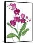 Pink Orchid-Sally Crosthwaite-Framed Stretched Canvas