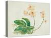 Pink Orchid-Maya Woods-Stretched Canvas