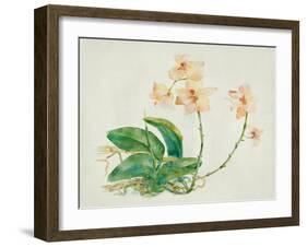 Pink Orchid-Maya Woods-Framed Art Print