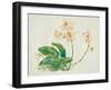 Pink Orchid-Maya Woods-Framed Art Print