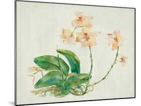 Pink Orchid-Maya Woods-Mounted Art Print