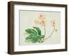 Pink Orchid-Maya Woods-Framed Art Print