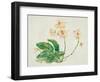 Pink Orchid-Maya Woods-Framed Art Print