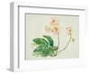 Pink Orchid-Maya Woods-Framed Art Print