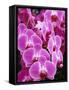 Pink Orchids-Darrell Gulin-Framed Stretched Canvas