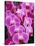 Pink Orchids-Darrell Gulin-Stretched Canvas