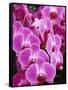 Pink Orchids-Darrell Gulin-Framed Stretched Canvas