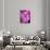 Pink Orchids-Darrell Gulin-Stretched Canvas displayed on a wall