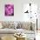 Pink Orchids-Darrell Gulin-Stretched Canvas displayed on a wall