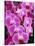 Pink Orchids-Darrell Gulin-Stretched Canvas
