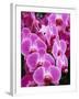 Pink Orchids-Darrell Gulin-Framed Premium Photographic Print