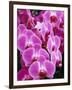 Pink Orchids-Darrell Gulin-Framed Premium Photographic Print