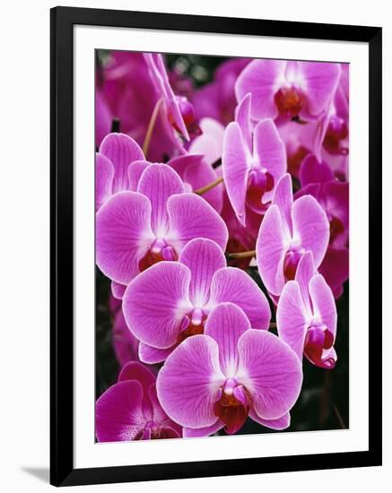 Pink Orchids-Darrell Gulin-Framed Premium Photographic Print