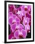 Pink Orchids-Darrell Gulin-Framed Premium Photographic Print