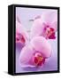 Pink Orchids-null-Framed Stretched Canvas