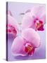 Pink Orchids-null-Stretched Canvas