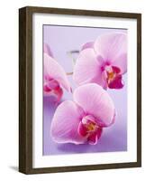 Pink Orchids-null-Framed Premium Photographic Print