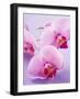 Pink Orchids-null-Framed Premium Photographic Print