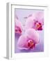 Pink Orchids-null-Framed Premium Photographic Print