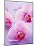 Pink Orchids-null-Mounted Premium Photographic Print