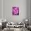 Pink Orchids-Darrell Gulin-Photographic Print displayed on a wall