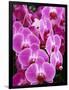 Pink Orchids-Darrell Gulin-Framed Photographic Print