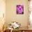 Pink Orchids-Darrell Gulin-Photographic Print displayed on a wall