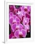 Pink Orchids-Darrell Gulin-Framed Photographic Print