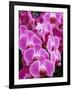 Pink Orchids-Darrell Gulin-Framed Photographic Print