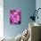 Pink Orchids-Darrell Gulin-Photographic Print displayed on a wall