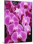 Pink Orchids-Darrell Gulin-Mounted Photographic Print