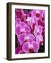 Pink Orchids-Darrell Gulin-Framed Photographic Print