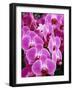 Pink Orchids-Darrell Gulin-Framed Photographic Print