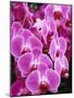 Pink Orchids-Darrell Gulin-Mounted Photographic Print