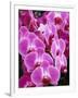 Pink Orchids-Darrell Gulin-Framed Photographic Print