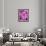 Pink Orchids-Darrell Gulin-Framed Photographic Print displayed on a wall