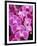 Pink Orchids-Darrell Gulin-Framed Photographic Print