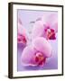 Pink Orchids-null-Framed Photographic Print