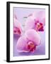 Pink Orchids-null-Framed Photographic Print