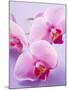 Pink Orchids-null-Mounted Photographic Print