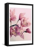 Pink Orchids-Urban Epiphany-Framed Stretched Canvas