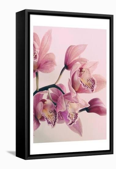 Pink Orchids-Urban Epiphany-Framed Stretched Canvas