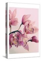 Pink Orchids-Urban Epiphany-Stretched Canvas