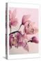 Pink Orchids-Urban Epiphany-Stretched Canvas