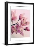 Pink Orchids-Urban Epiphany-Framed Art Print