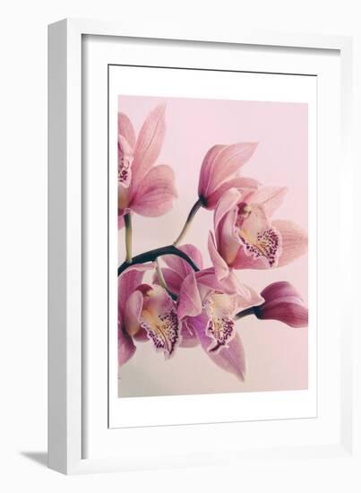 Pink Orchids-Urban Epiphany-Framed Art Print