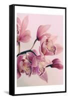 Pink Orchids-Urban Epiphany-Framed Stretched Canvas