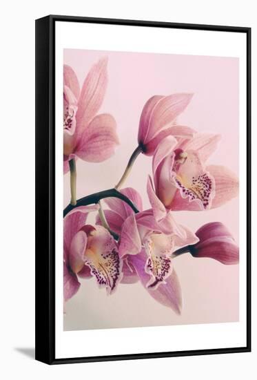 Pink Orchids-Urban Epiphany-Framed Stretched Canvas