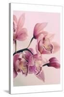 Pink Orchids-Urban Epiphany-Stretched Canvas